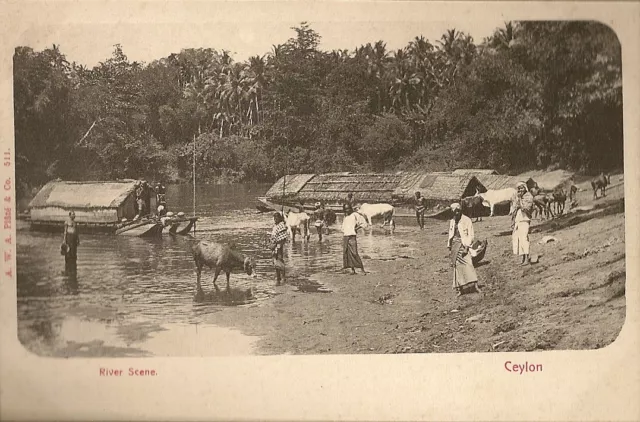 Carte Postale Asie Colombo Ceylan - Une Scene De Riviere - River Scene