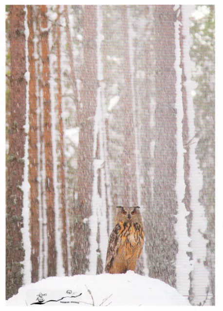 Postkarte: Uhu im schneeverhangenem Wald