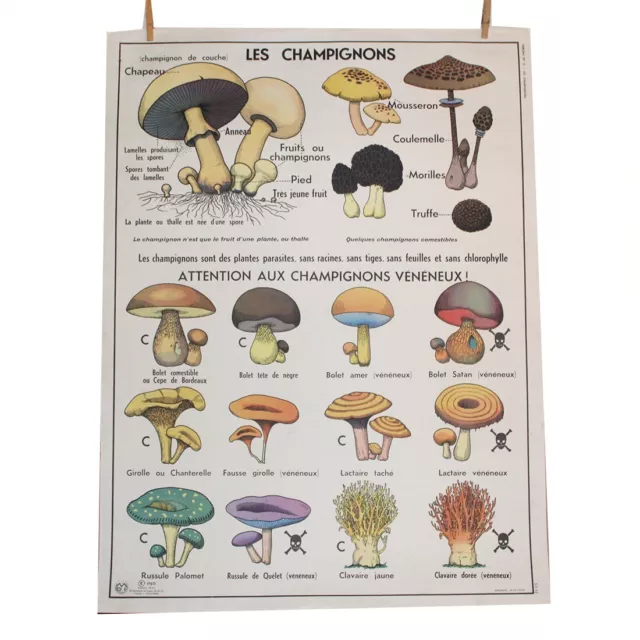 Affiche scolaire MDI Les champignons / plantes recto-verso 91 x 68 cm vintage