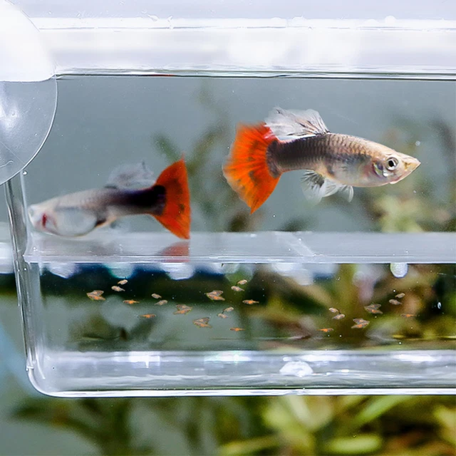 Fish Breeder Breeding Nursery Isolation Box Aquarium Self Floating Large Small