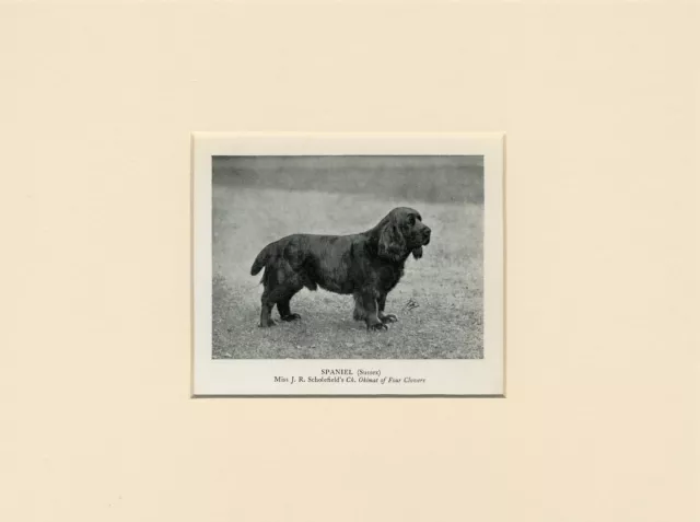 Sussex Spaniel Old 1931 Named Dog Print Mounted Ready To Frame