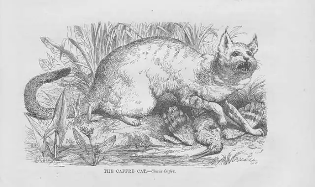 Afrikanische Wildkatze Felis chaus caffer HOLZSTICH von 1863 wood engraving