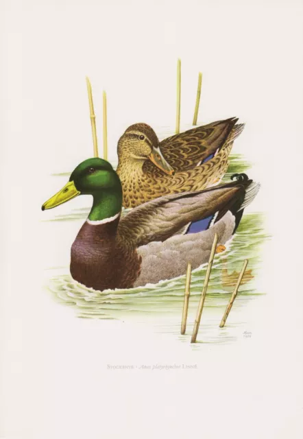 Stockente Anas platyrhynchos Wildente Farbdruck 1958 Ornithologie