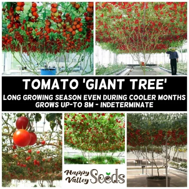 TOMATO GIANT TREE 10+ Seeds HEIRLOOM vegetable garden HEAVY YIELD spring summer 2