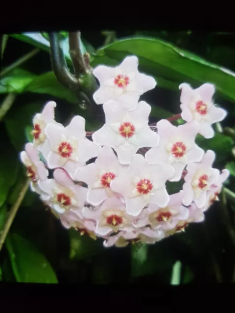 Hoya Carnosa  Porzelanblume bewurzelter Ableger Luftreiniger