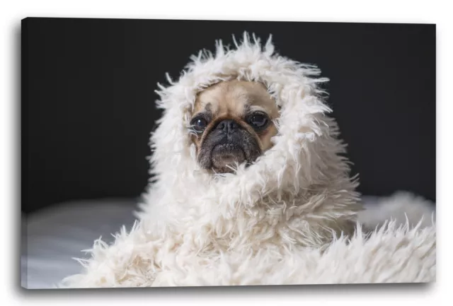 Canvas/Frames Cute pug in blanket animal pictures cute dog baby dog