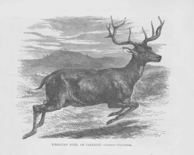 Venado Cola Blanca Ciervo Grabado en Madera De 1863 White-Tailed Deer Wood