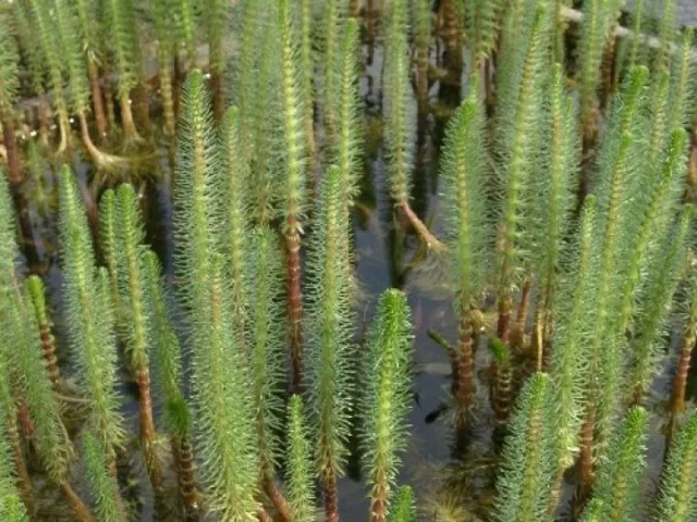 Mares Tail Oxygenating Live Water Plant  for ponds Weed Hippuris vulgaris