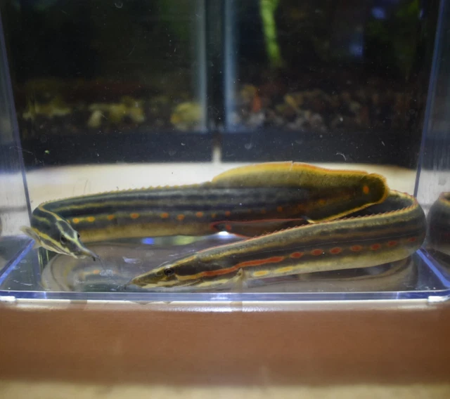Live Fire Eeel (6-7" Rare Tropical Freshwater Aquarium Fish) *PLS READ DESCR*