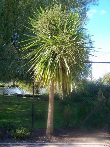 Cordyline australis - Cornish/Torbay Palm - 9.5 Litre Pot