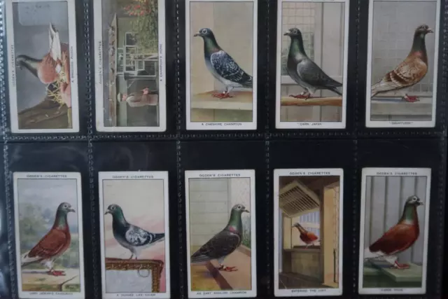 OGDEN RACING PIGEON 1931 SET OF 50 VERY GOOD - EXCELLENT SEE ALL PHOTO's