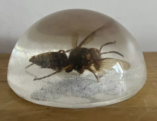 Vespa mandarinia Real Japanese Murder Hornet Wasp Magnified Glass Paperweight