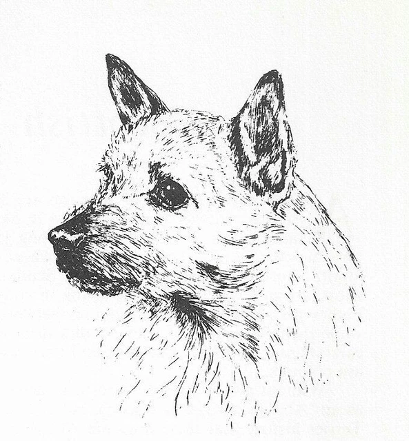 Norwich Terrier #2 - CUSTOM MATTED - 1963 Vintage Dog Art Print 0507 CLD