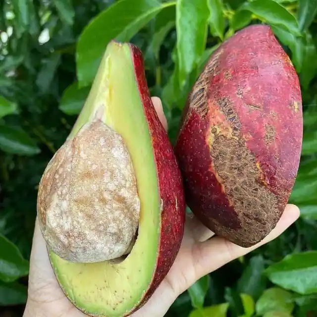 Red Avocado 5+ Seeds (Persea americana)