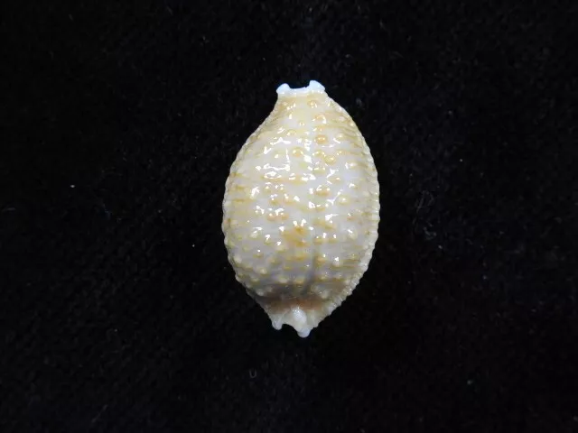 Sea shell Cypraea nucleus 23.2mm ID#6974