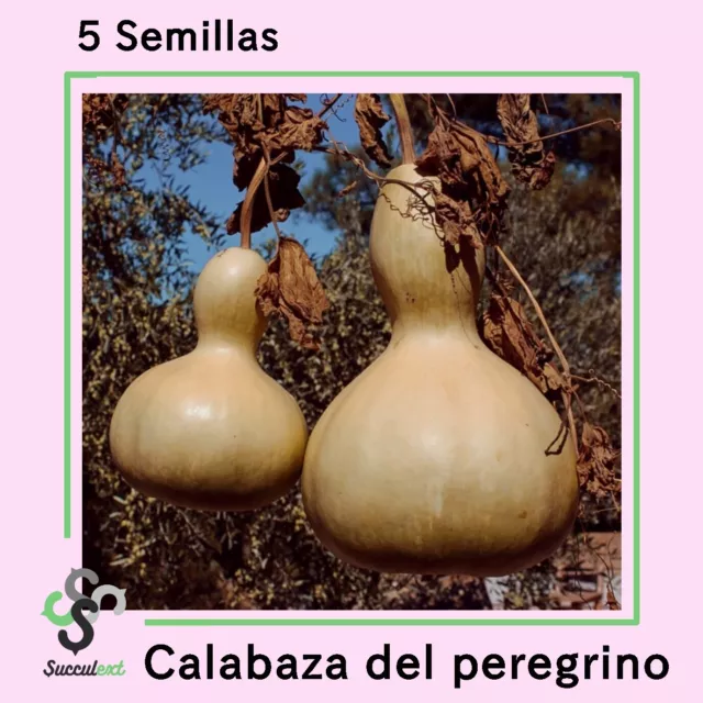 5 Semillas seed graine semi☘️Calabaza del PEREGRINO☘️ succulext