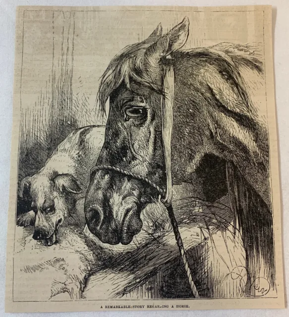 1877 Rivista Incisione ~Un Cavallo E Suo Friend The Dog