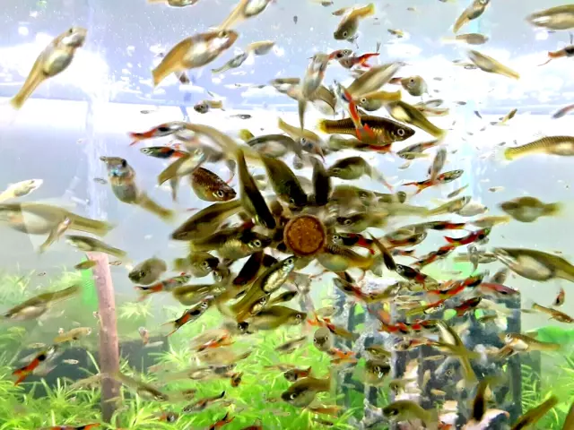 FEMALE Endlers Mix pack (10 plus pack)