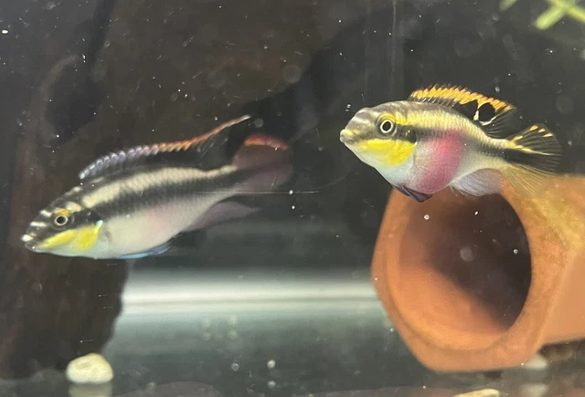 1 Pair Of Rainbow Kribensis