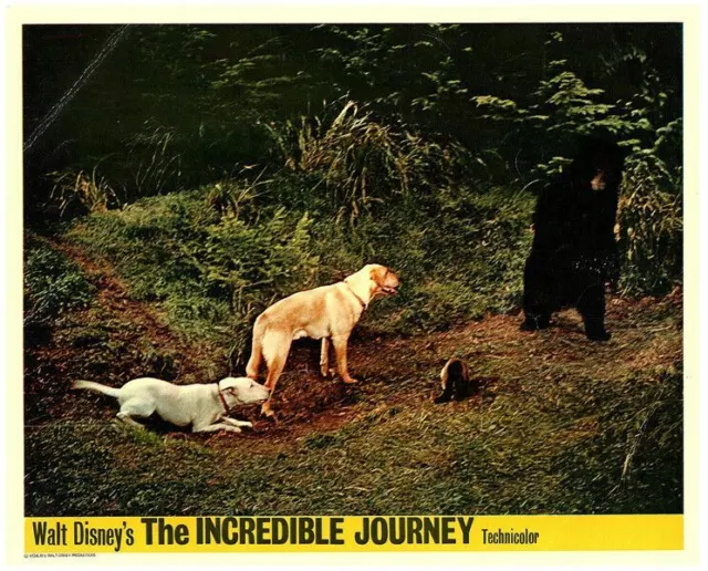 the incredible journey bear