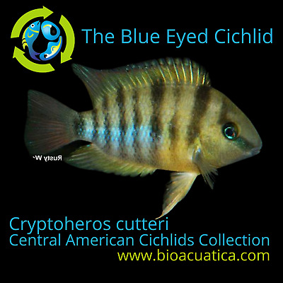 GREAT CUTTER CICHLID 1 to 1.5" (Cryptoheros cutteri) "Blue Eye Cichlid"