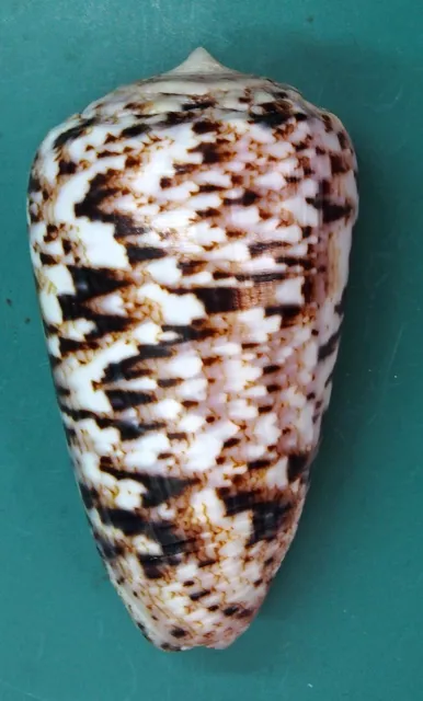 Conus Zeylanicus 55.1 Madagascar SELECTED Seashell Conchiglia