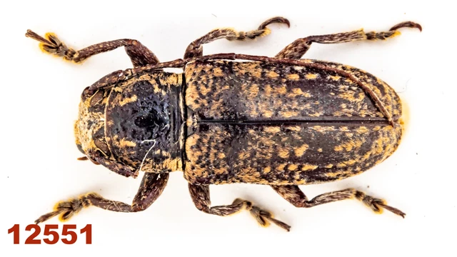 Cerambycidae: Lamiinae sp.  A2, 11 mm, Mounted, 1 pc