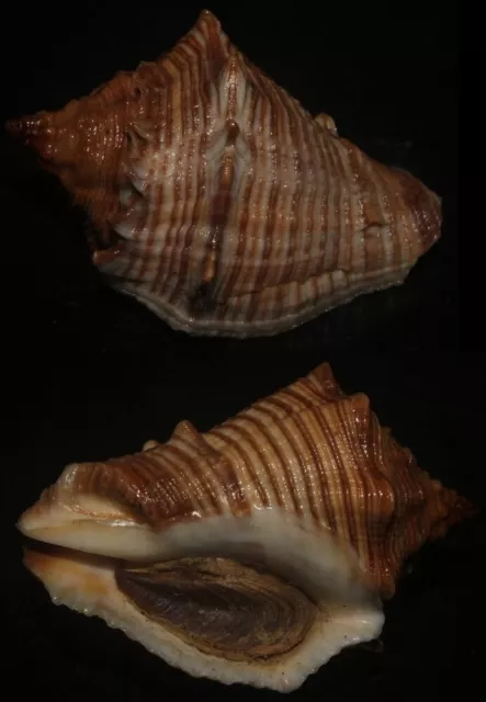 tonyshells seashells Volema myristica SUPERB 50mm F+++/gem, superb specimen w/op