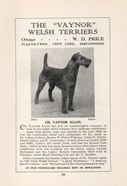 Welsh Terrier Old Vintage 1934 Dog Print Page " Ch. Vaynor Again "