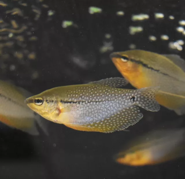 Live Pearl Gourami (3.5" Tropical Freshwater Aquarium Fish)