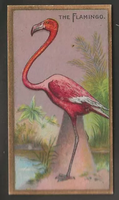 Cohen Weenen-Wonders Of The World 1923 (Gold Border)-#18- The Flamingo