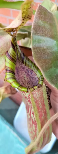 Nepenthes (Mollis x Veitchii) x Minima - Nr. 9