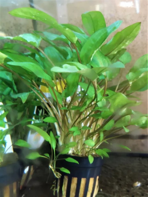 Cryptocoryne Wendtii Verte Plante Aquatique Vivante Plante Aquarium Pot