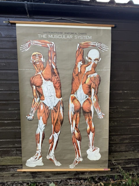 VINTAGE ANATOMICAL SCHOOL Pull Down Chart Of The Human Muscular System ...