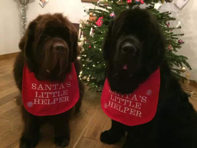 Big Dog Newfoundland ,St Bernard Christmas Slobber Bib Personalised