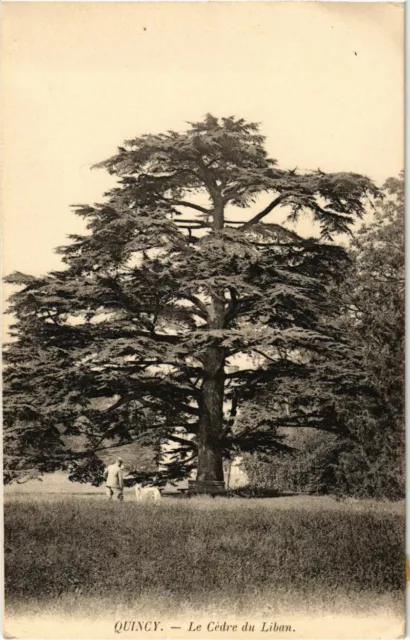 CPA Quincy - The Cedre of Lebanon (1038485)