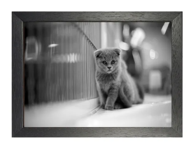 Grau Schottische Faltbar Kätzchen Poster Schwarz Weiß Foto Sad Pet Druck Tier