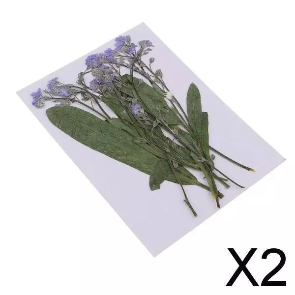 2X 12 Stück Vergissmeinnicht natürliche echte Blumen getrocknete Blume für