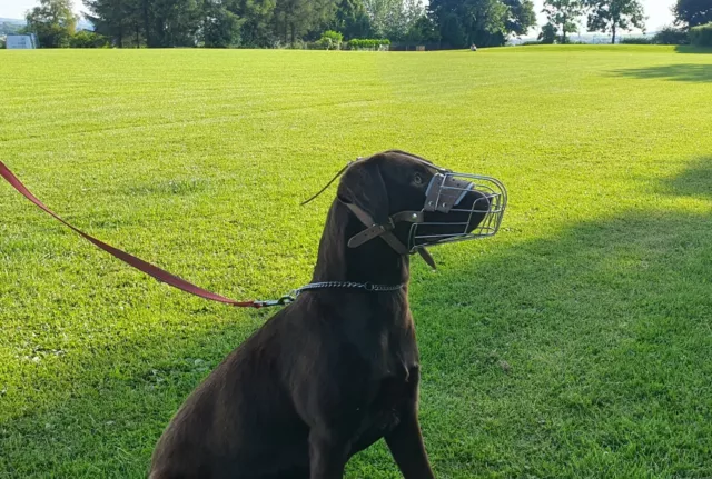 New Strong Metal Wire Basket  Dog Muzzle for  Shepherd , Labrador