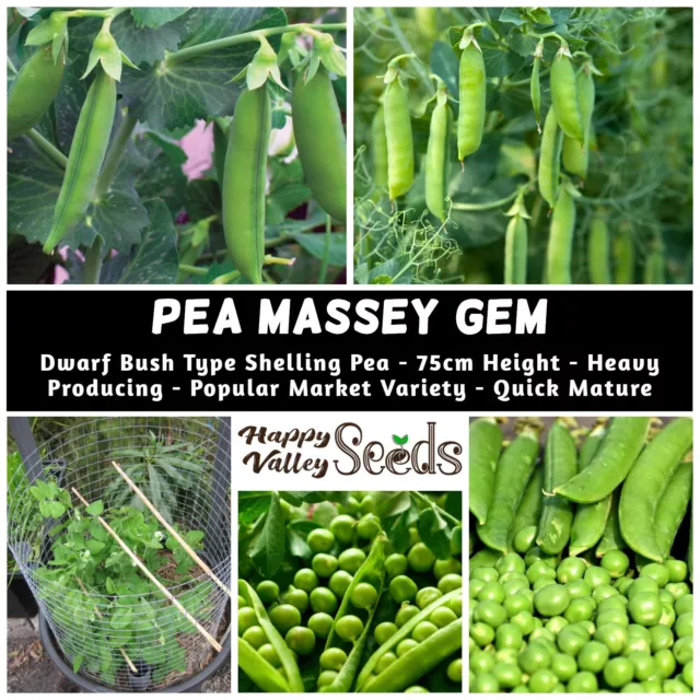 Pea MASSEY GEM 25 Seeds HEIRLOOM WINTER Vegetable Garden PODDING peas BUSH PLANT