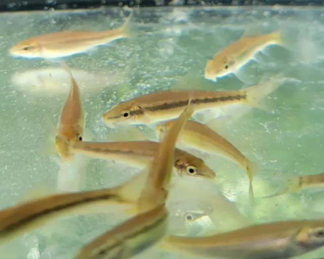 Chinese Algae Eater