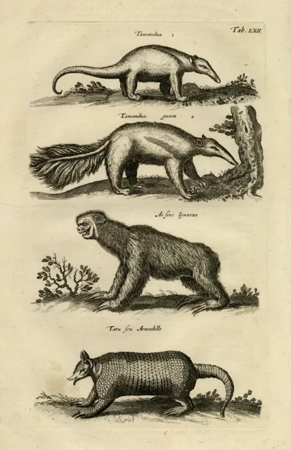 Antique Print-TAMANDUA-GIANT ANTEATER-SLOTH-ARMADILLO-Jonston-Merian-1657