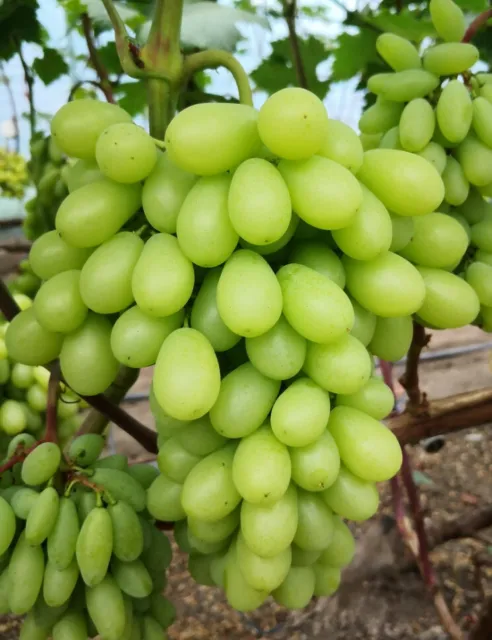 'Ararat ' - Kernlose Tafel-Trauben Weinrebe Weintraube 1 Pflanze
