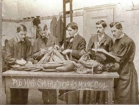 Antique Medical Autopsy Photo 394b Oddleys Strange & Bizarre
