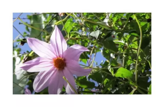 10x Dahlia imperialis Baumdahlie Glockenbaumdahlie Garten Pflanzen - Samen B489