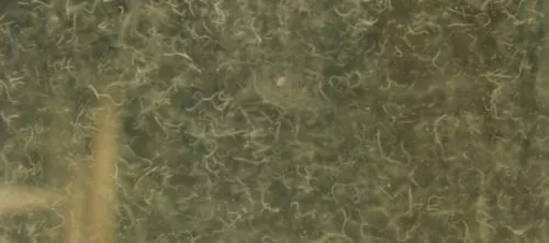 Vinegar Eel large feeder culture LIVE fish food for newborn bettas, Rams, & MORE
