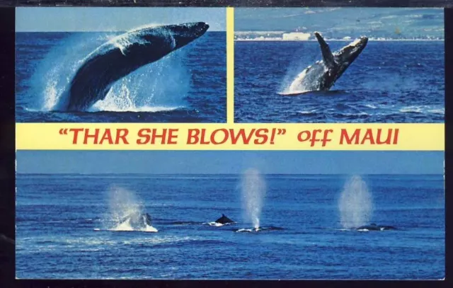 New VTG Postcard, Whale Watching Thar She Blows, off Maui, Hawaii (Humpbacks)