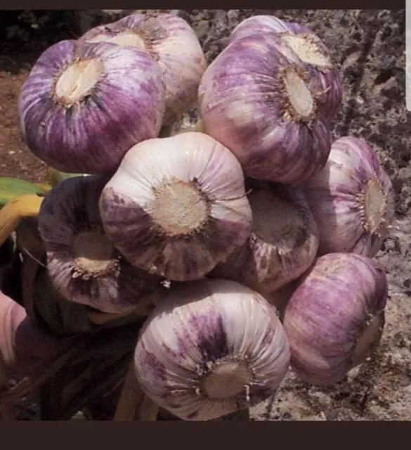 Garlic Cloves 5 - 100 cloves 'Early Purple Wight' Hardy From Bulbs UK SELLER 3
