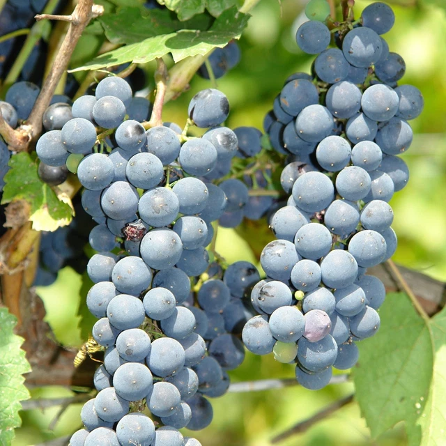 Plant De Vigne Muscat Bleu 2L – Raisin De Table Précoce, Résistant Au Froid, Pour Pergolas Ou Treillis - 3