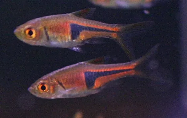 6 Lambchop Rasbora (Trigonostigma espei) Live Freshwater Aquarium Fish